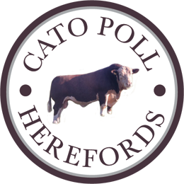 Cato Poll Logo